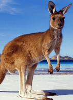 Australia Australia
